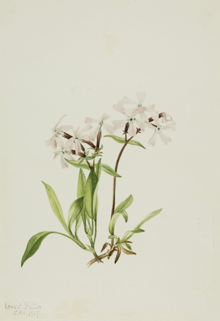 Różowa torfowa Silene caroliniana, 1917. autorstwa Mary Vaux Walcott