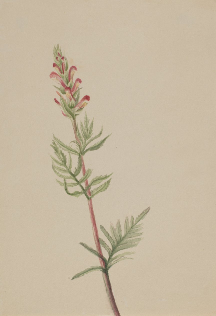 Pedicularis bracteosa, ca. 1917-1918. autorstwa Mary Vaux Walcott