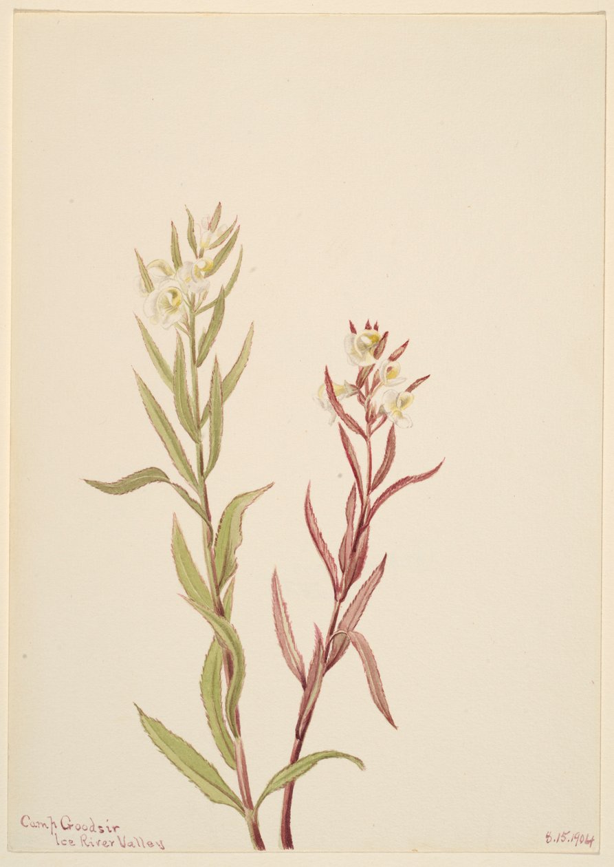 Pedicularis raremosa autorstwa Mary Vaux Walcott