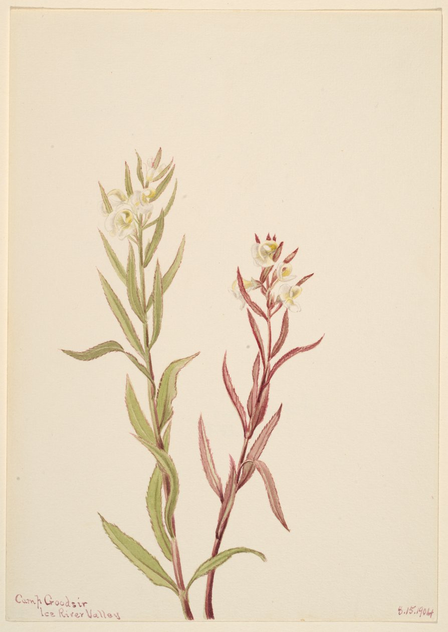Pedicularis raremosa, 1904. autorstwa Mary Vaux Walcott
