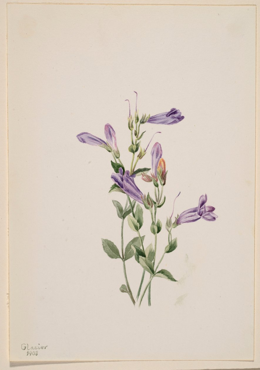 Penstemon (Penstimon fruiticosus) autorstwa Mary Vaux Walcott