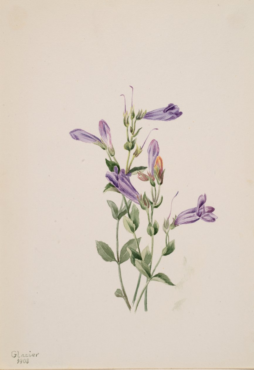 Penstemon Penstimon fruiticosus, 1903. autorstwa Mary Vaux Walcott