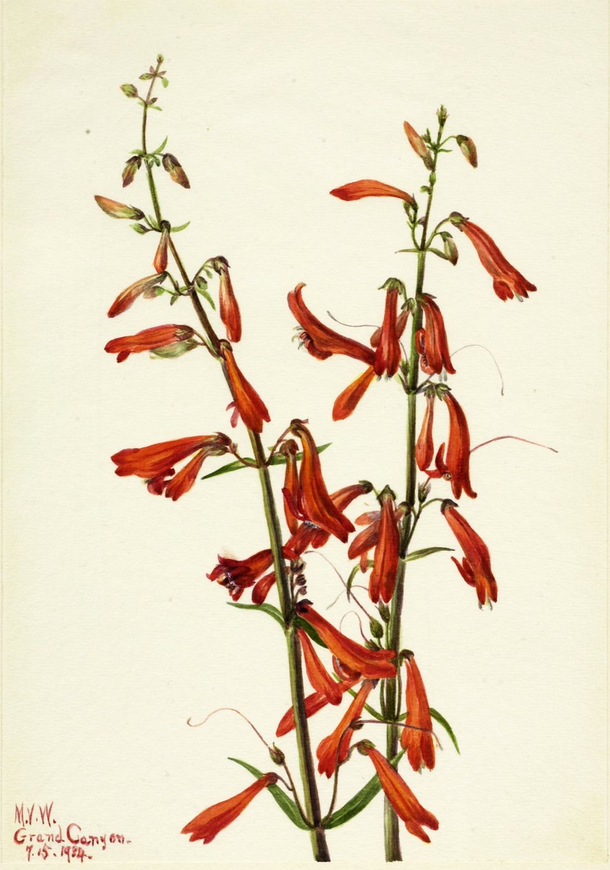 Pentstemon (Pentstemon barbatus) autorstwa Mary Vaux Walcott