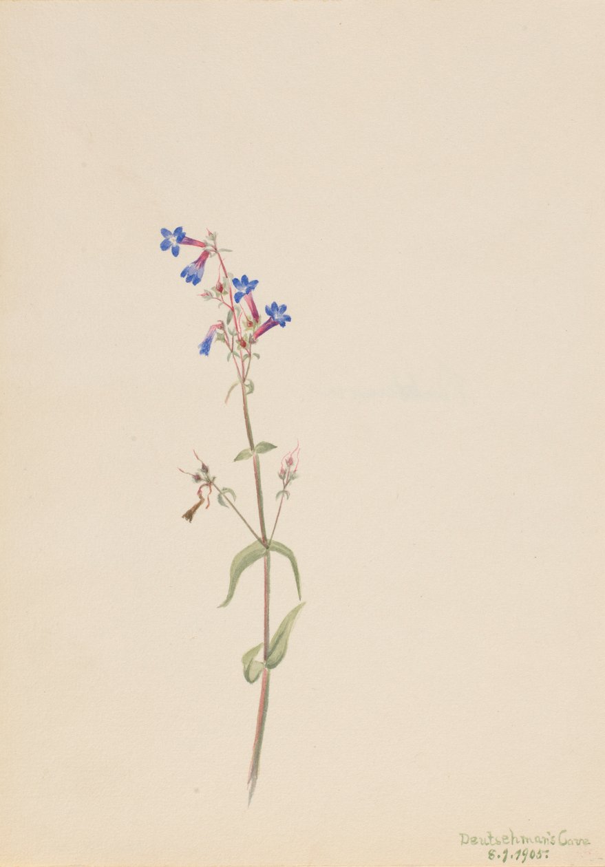 Pentstemon (Pentstemon procerus) autorstwa Mary Vaux Walcott
