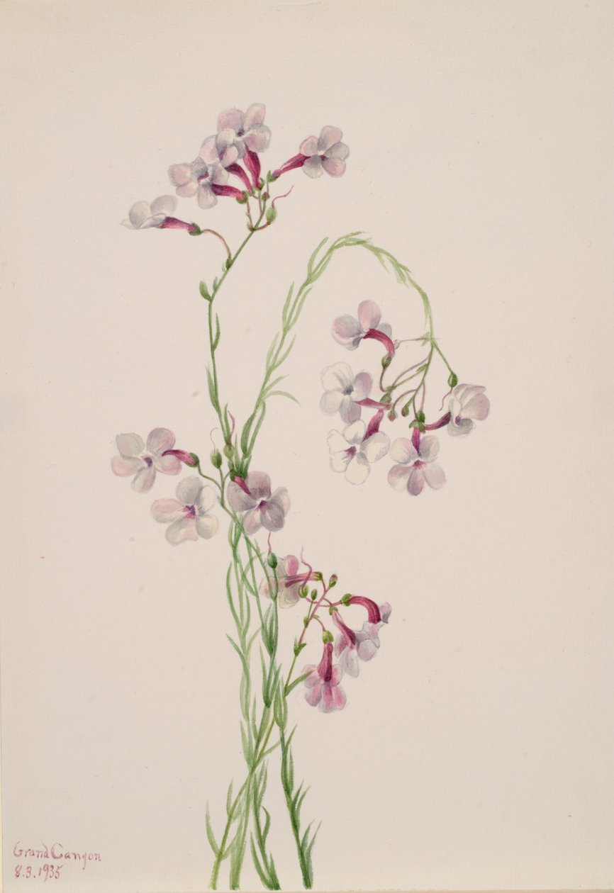 Pentstemon niejednoznaczny, 1935. autorstwa Mary Vaux Walcott