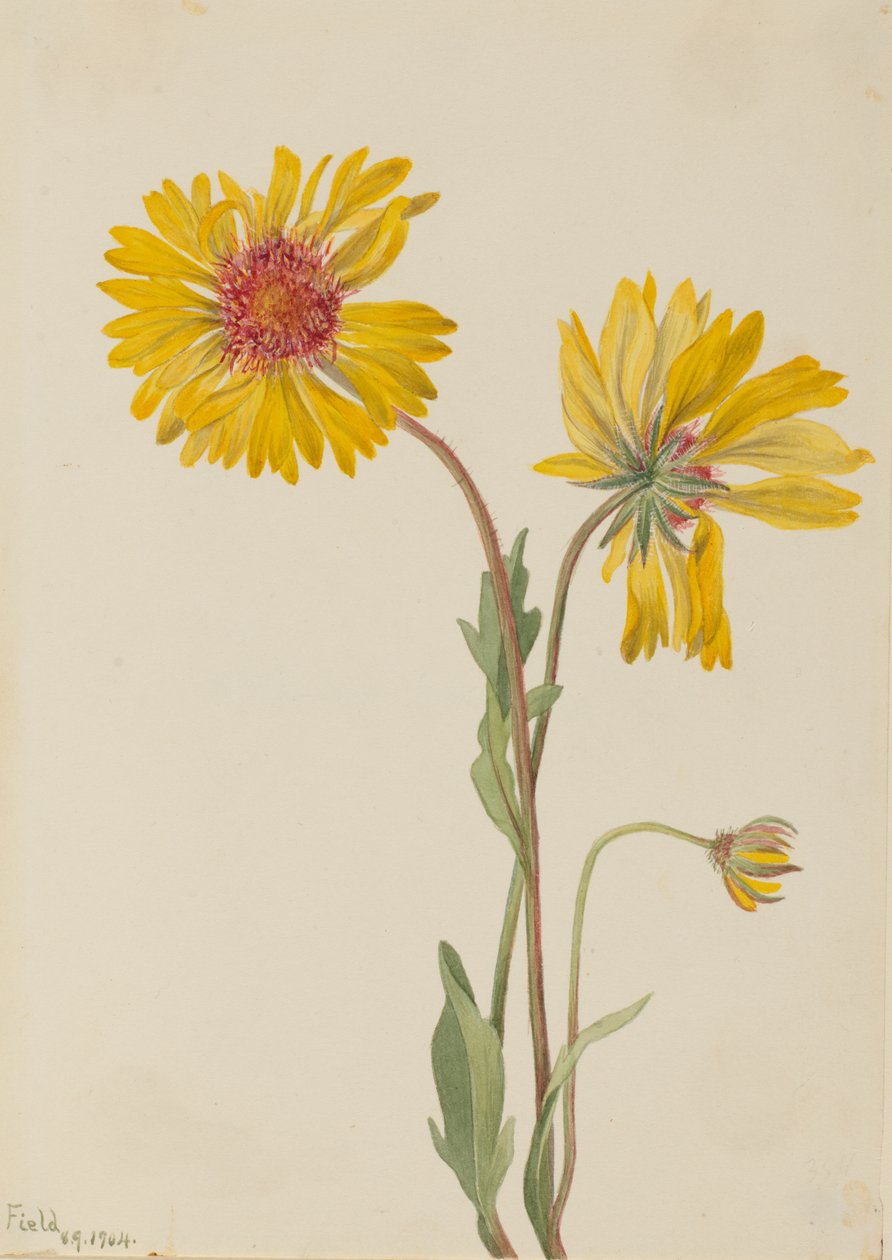 Bylina Gaillardia Gaillardia aristata, 1904. autorstwa Mary Vaux Walcott