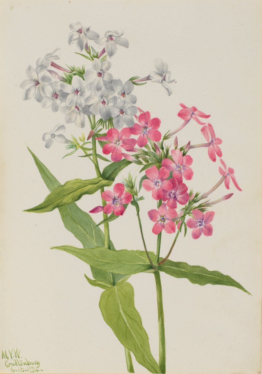 Floks wiechowaty (Phlox paniculata) autorstwa Mary Vaux Walcott