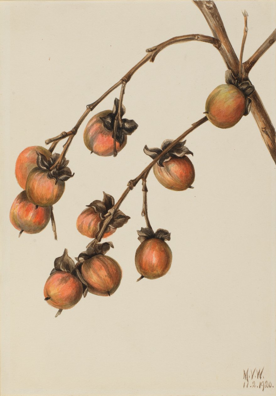 Persymona (Diospyros virginiana) autorstwa Mary Vaux Walcott