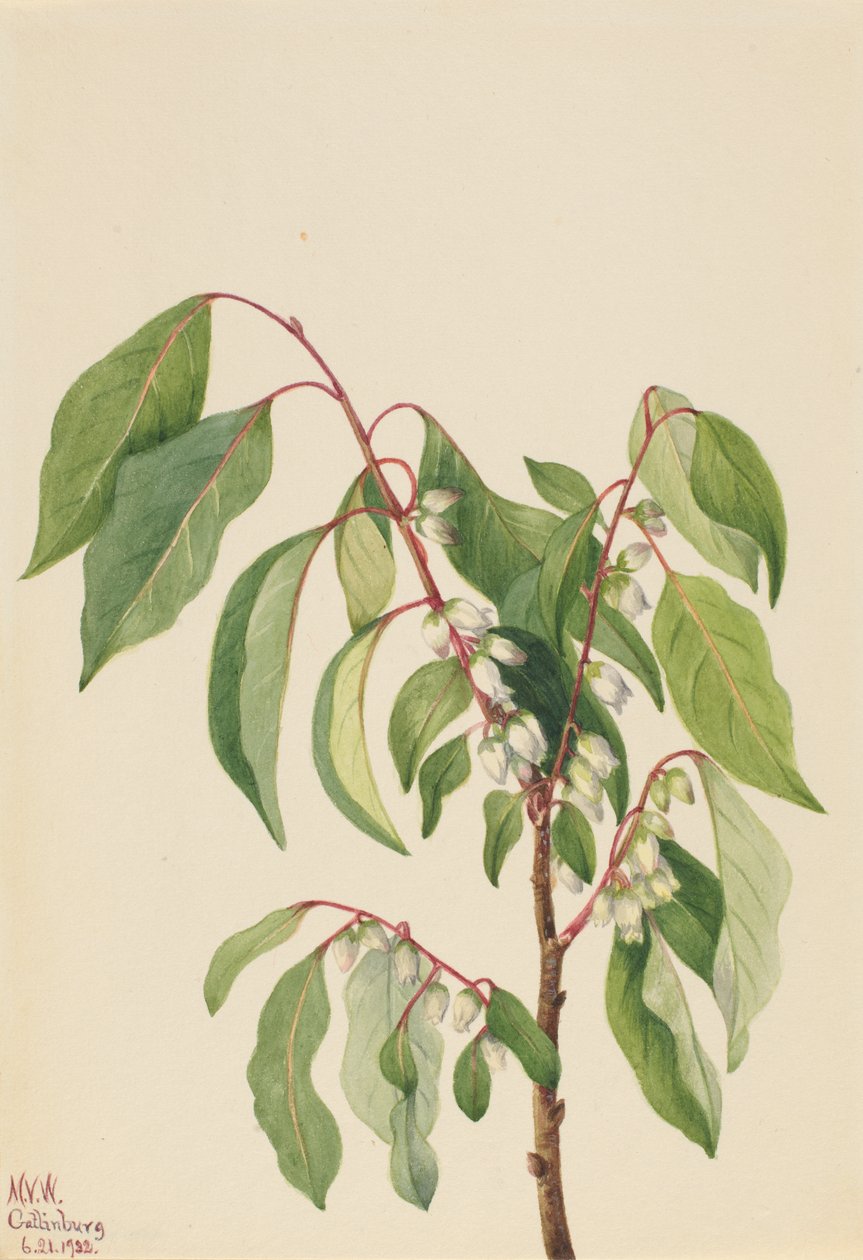 Persimmon Diospyros virginiana, 1932. autorstwa Mary Vaux Walcott