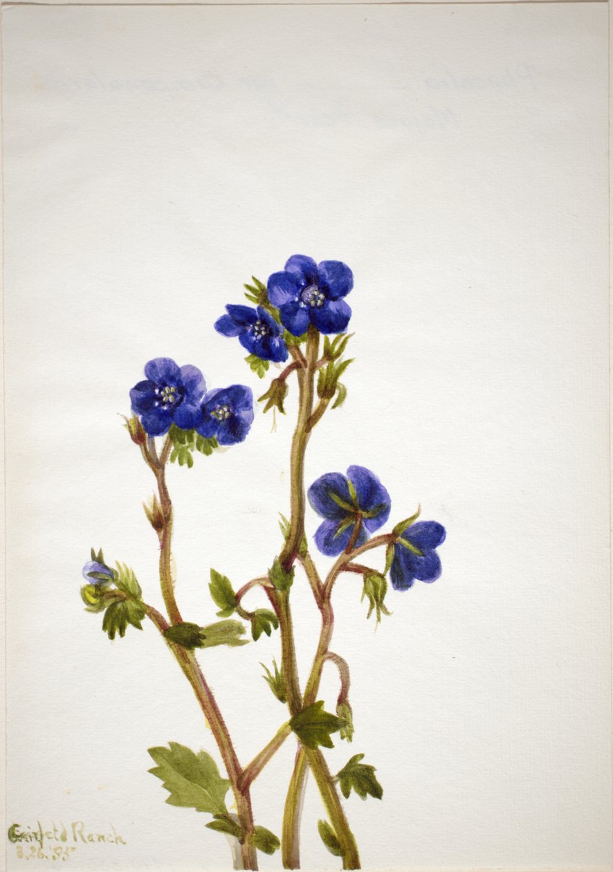 Facelia Facelia parryi, 1935. autorstwa Mary Vaux Walcott