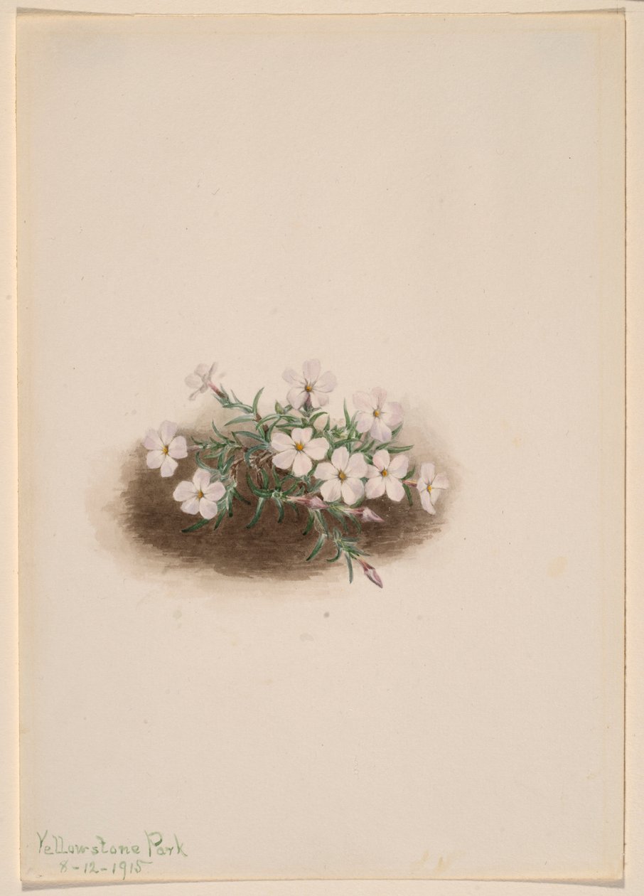 Floks autorstwa Mary Vaux Walcott
