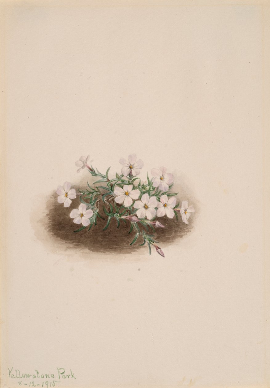 Floks, 1915. autorstwa Mary Vaux Walcott