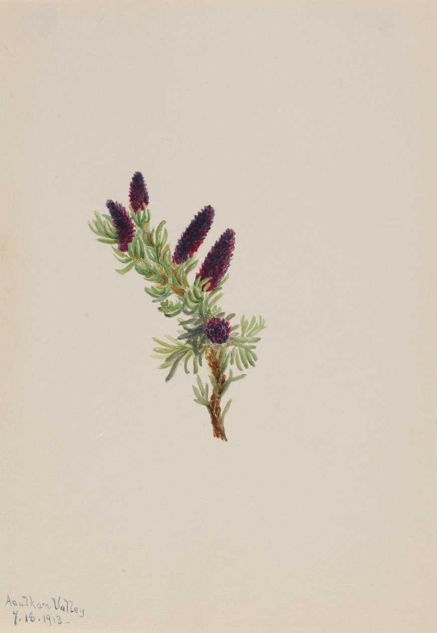 Picea engelmanni autorstwa Mary Vaux Walcott