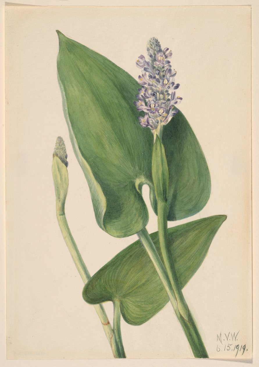 Ponikło zwyczajne (Pontederia cordata) autorstwa Mary Vaux Walcott