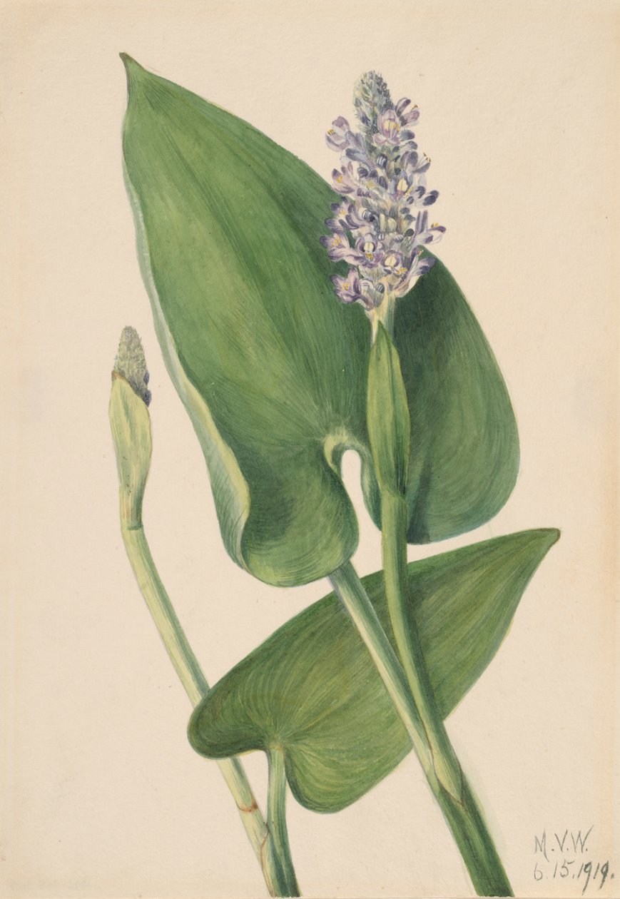 Pickerelweed Pontederia cordata, 1919. autorstwa Mary Vaux Walcott