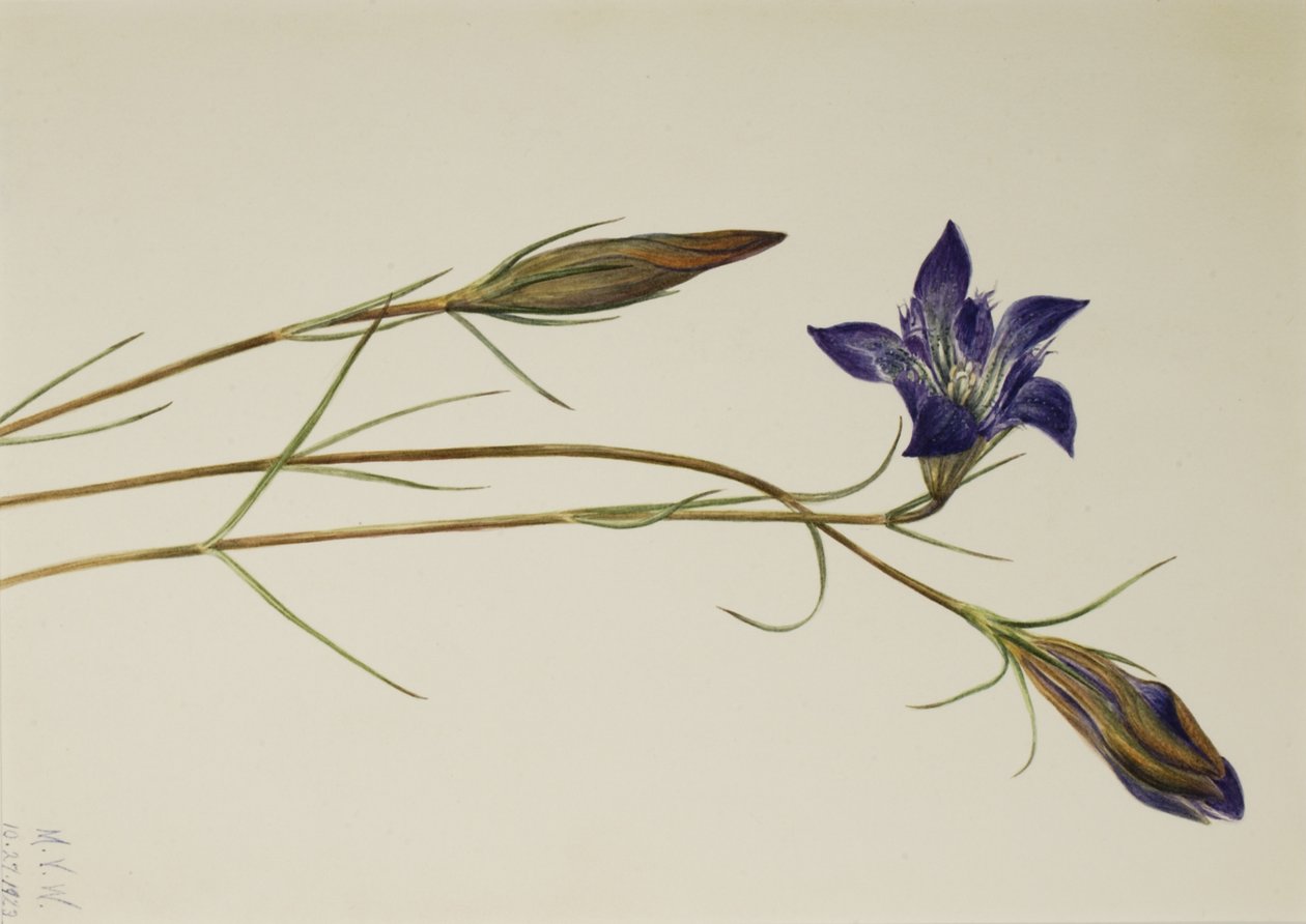 Pinebarren Gentian Gentiana porphyrio, 1923. autorstwa Mary Vaux Walcott