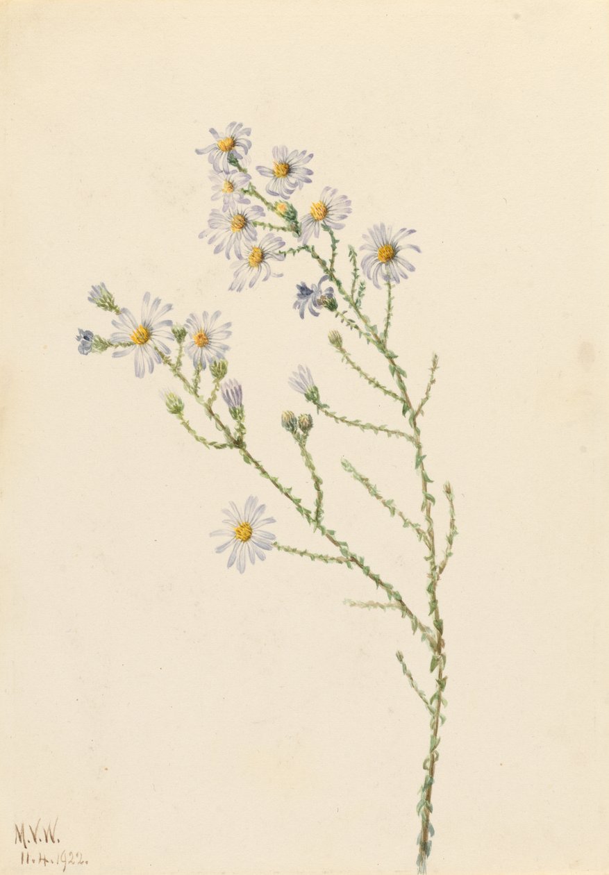 Aster sosnowy (Aster squarrosus) autorstwa Mary Vaux Walcott
