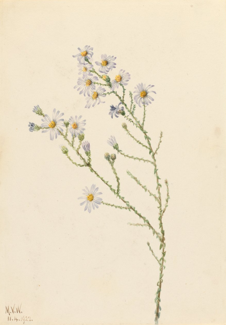Pineland Aster Aster squarrosus, 1922. autorstwa Mary Vaux Walcott