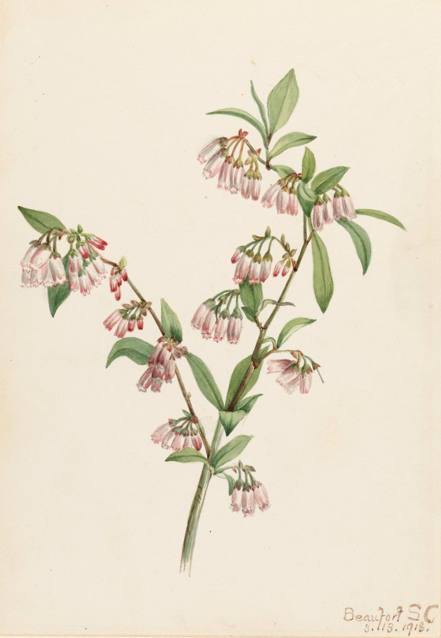 Borówka sosnowa Vaccinium tenellum, 1918. autorstwa Mary Vaux Walcott