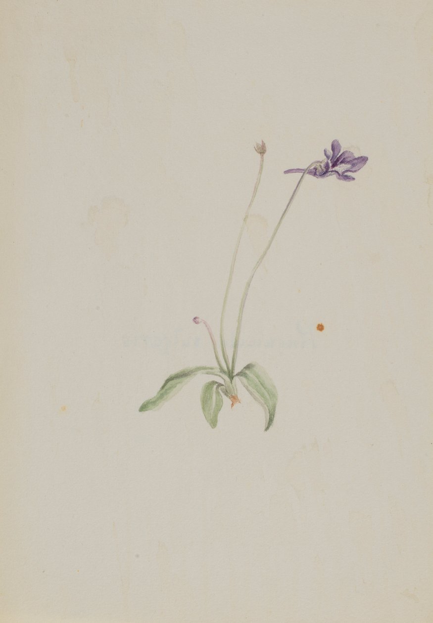 Pinguicula vulgaris autorstwa Mary Vaux Walcott