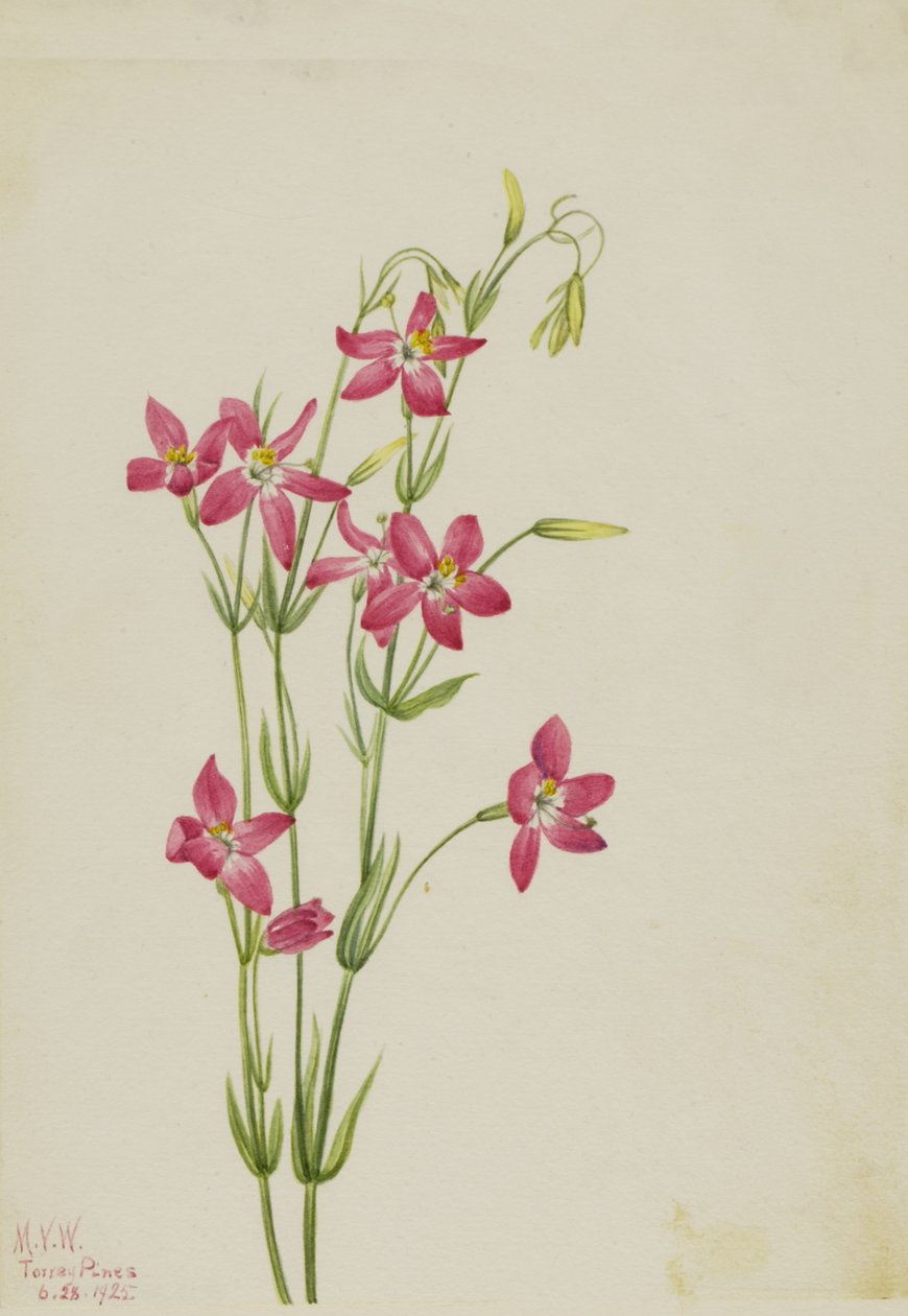 Różowy Centaurus Centaurus venustum, 1925. autorstwa Mary Vaux Walcott