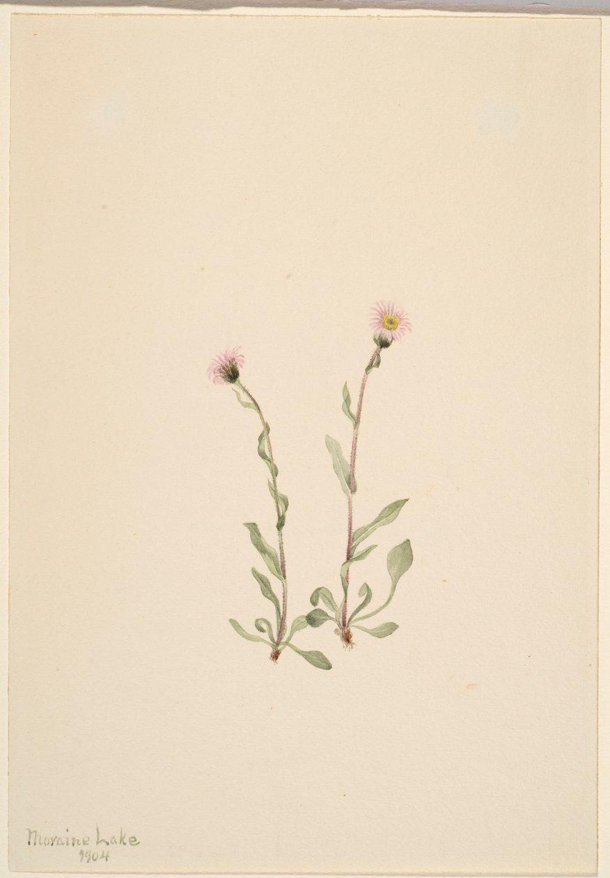 Pchlica różowa (Erigeron jucundus) autorstwa Mary Vaux Walcott