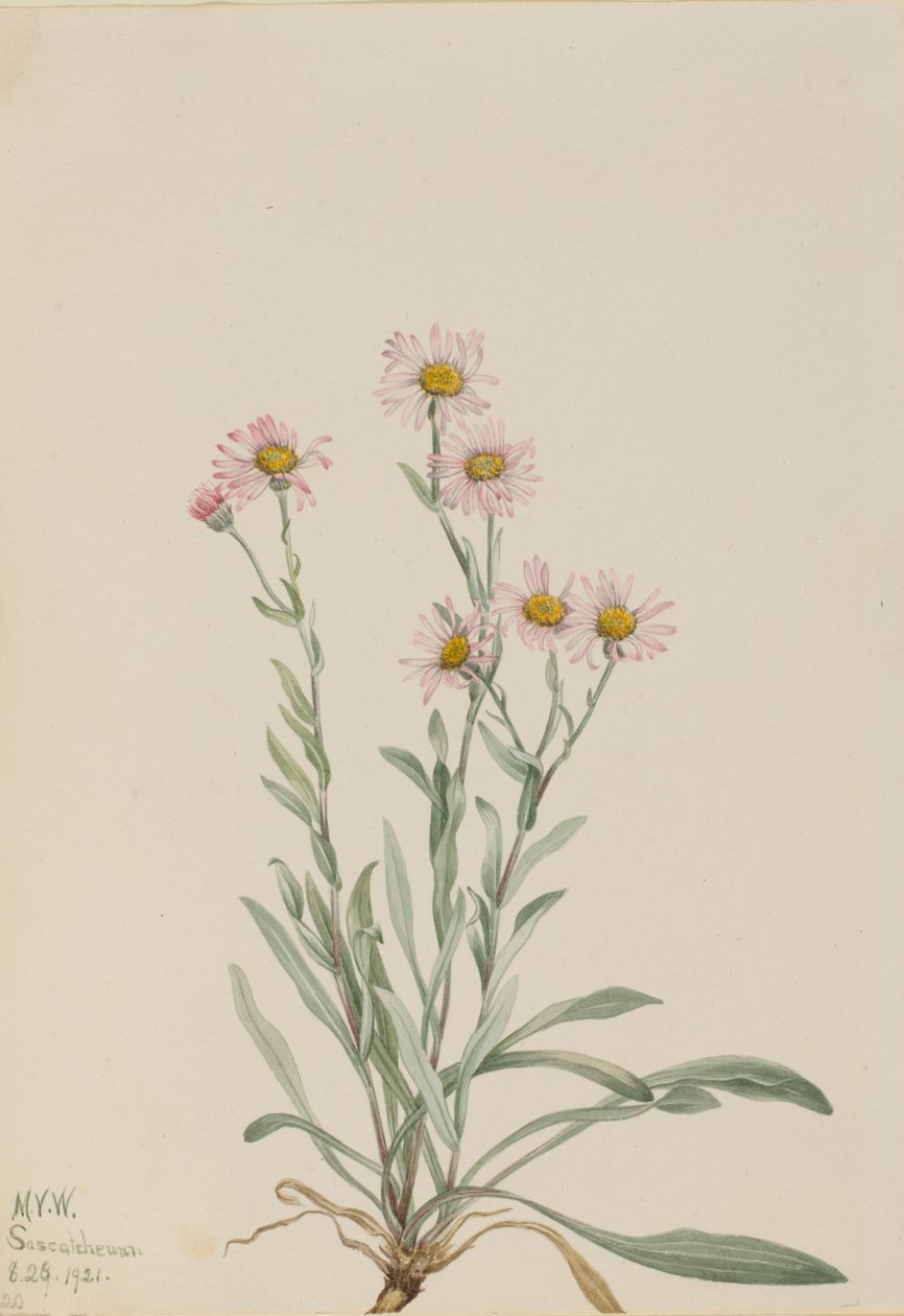 Różowy Fleabane Erigeron caespitosus, 1921. autorstwa Mary Vaux Walcott