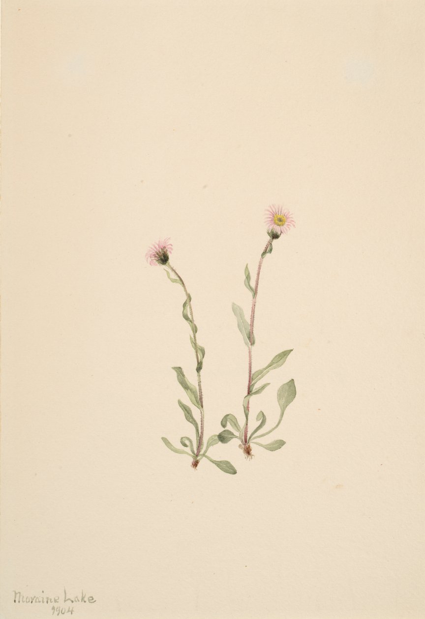 Różowa Fleabane Erigeron jucundus, 1904. autorstwa Mary Vaux Walcott