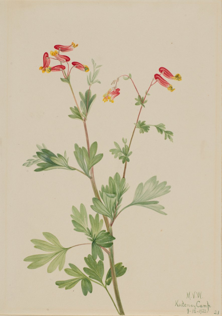 Fumeroot różowy (Capnoides sempervirens) autorstwa Mary Vaux Walcott