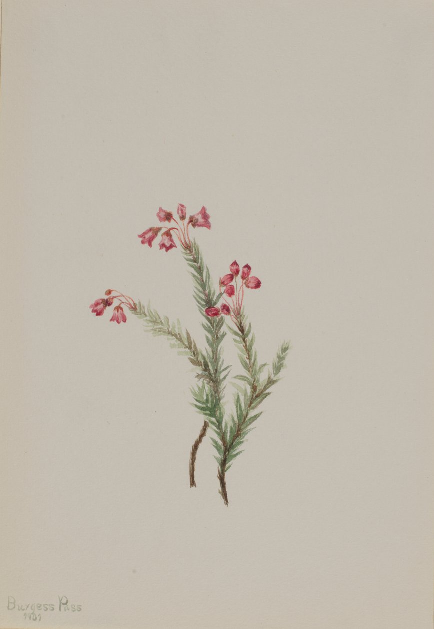 Wrzosiec różowy (Phyllodoce empetriformis) autorstwa Mary Vaux Walcott