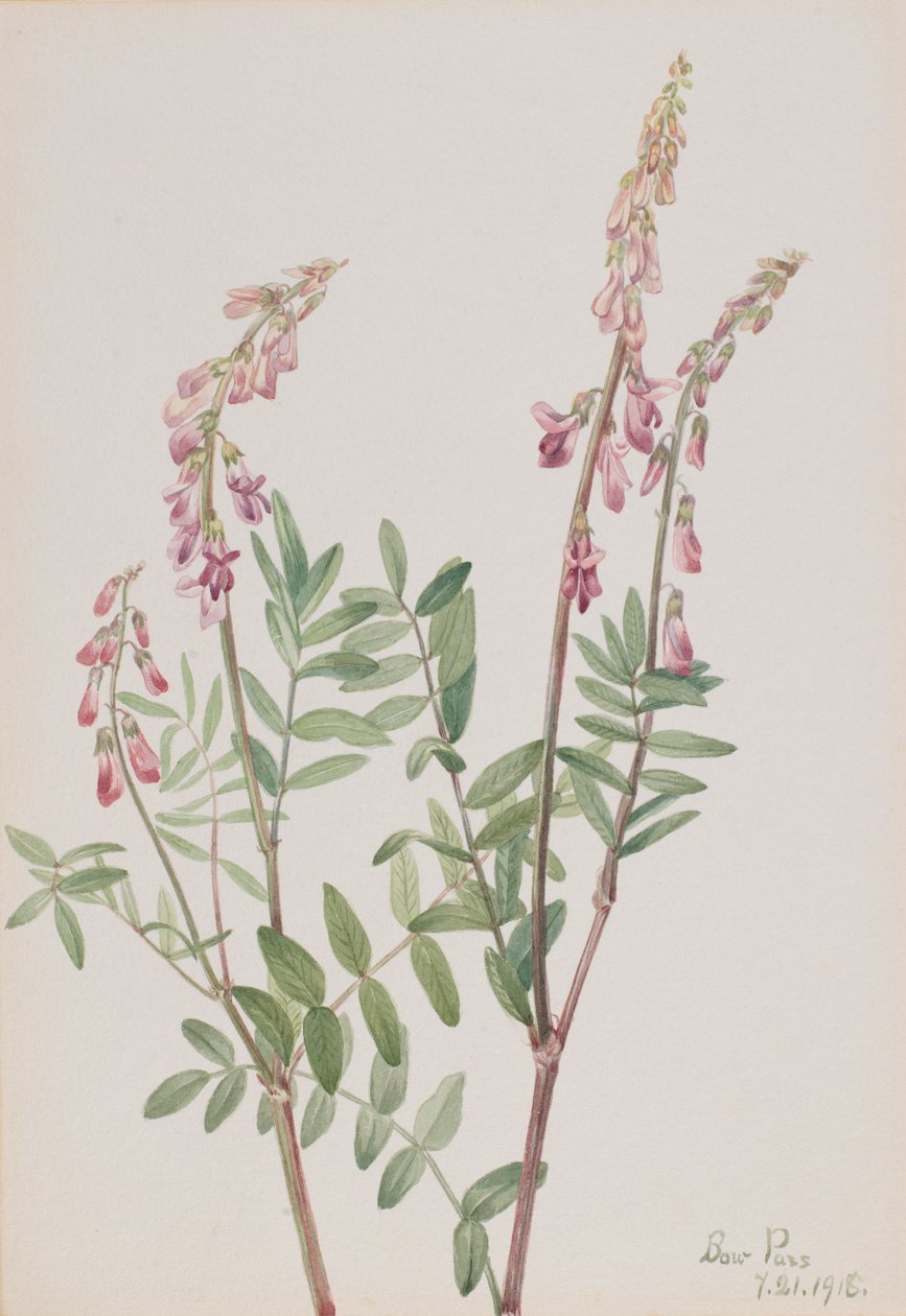 Różowa Hedys Amerykańska Hedys, 1918. autorstwa Mary Vaux Walcott