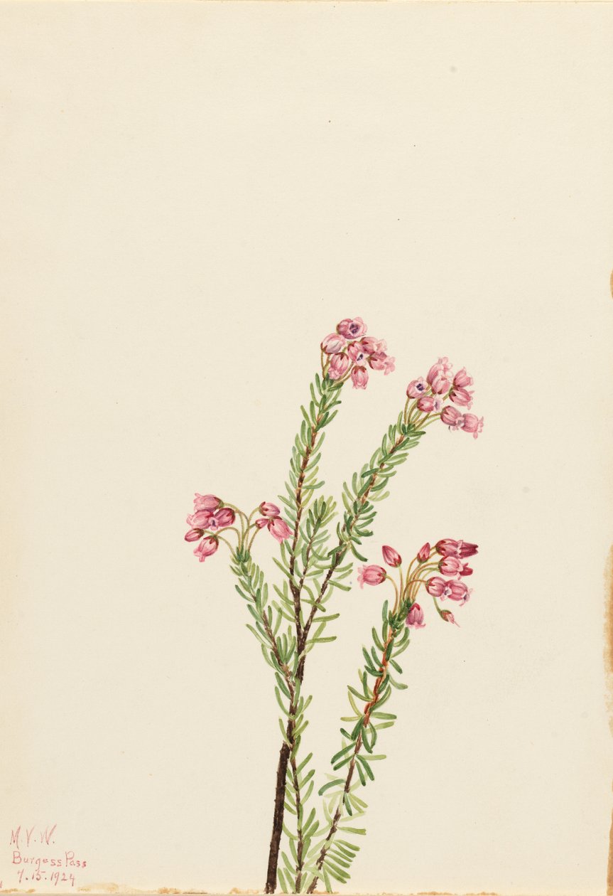 Wrzosiec różowy (Phyllodoce empetriformis) autorstwa Mary Vaux Walcott