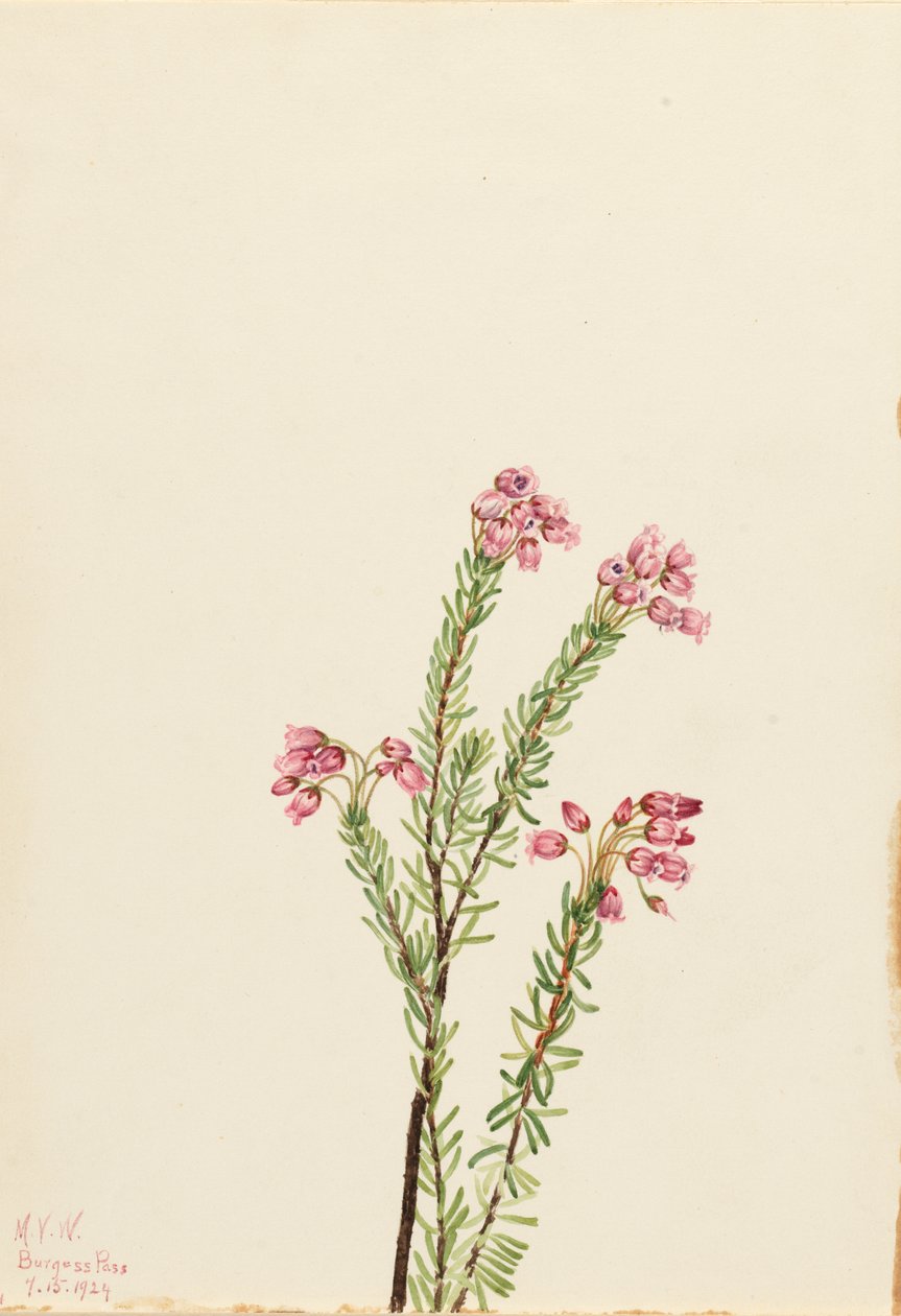 Różowy wrzos górski Phylodoce empetriformis, 1924. autorstwa Mary Vaux Walcott