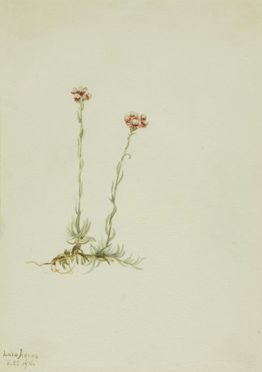 Antenowiec różowy (Antennaria rosea) autorstwa Mary Vaux Walcott