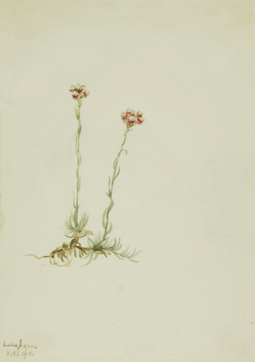 Różowe Pussytoes Antennaria rosea, 1916. autorstwa Mary Vaux Walcott