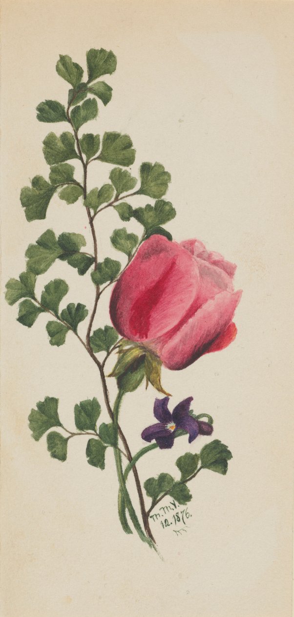 Różowa róża z fioletem autorstwa Mary Vaux Walcott