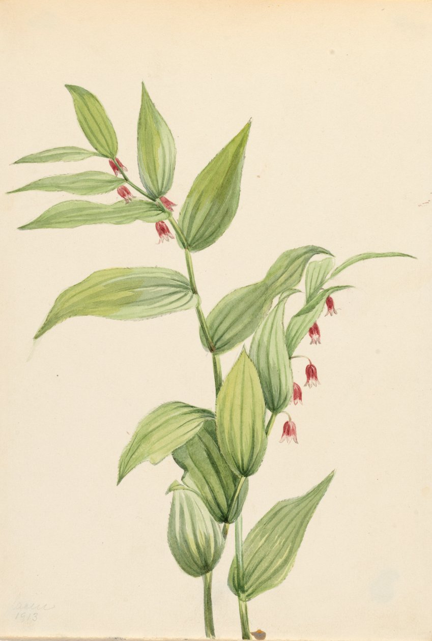 Różowa skręcona łodyga Streptopus curvipes, 1913. autorstwa Mary Vaux Walcott