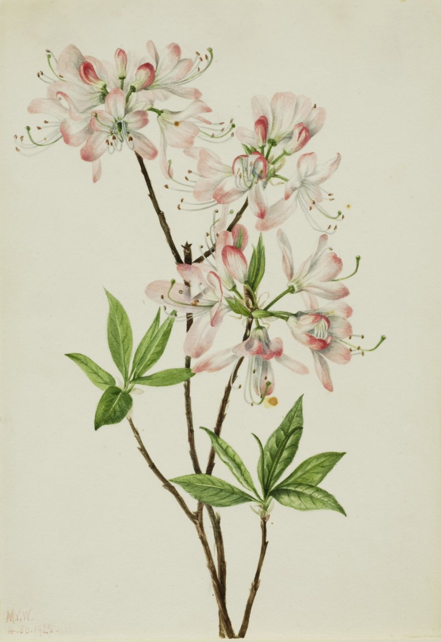 Azalia różowopienna (Azalea vaseyi) autorstwa Mary Vaux Walcott