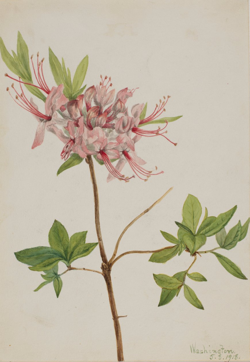 Pinxter Bloom (Azalea nudiflora) autorstwa Mary Vaux Walcott