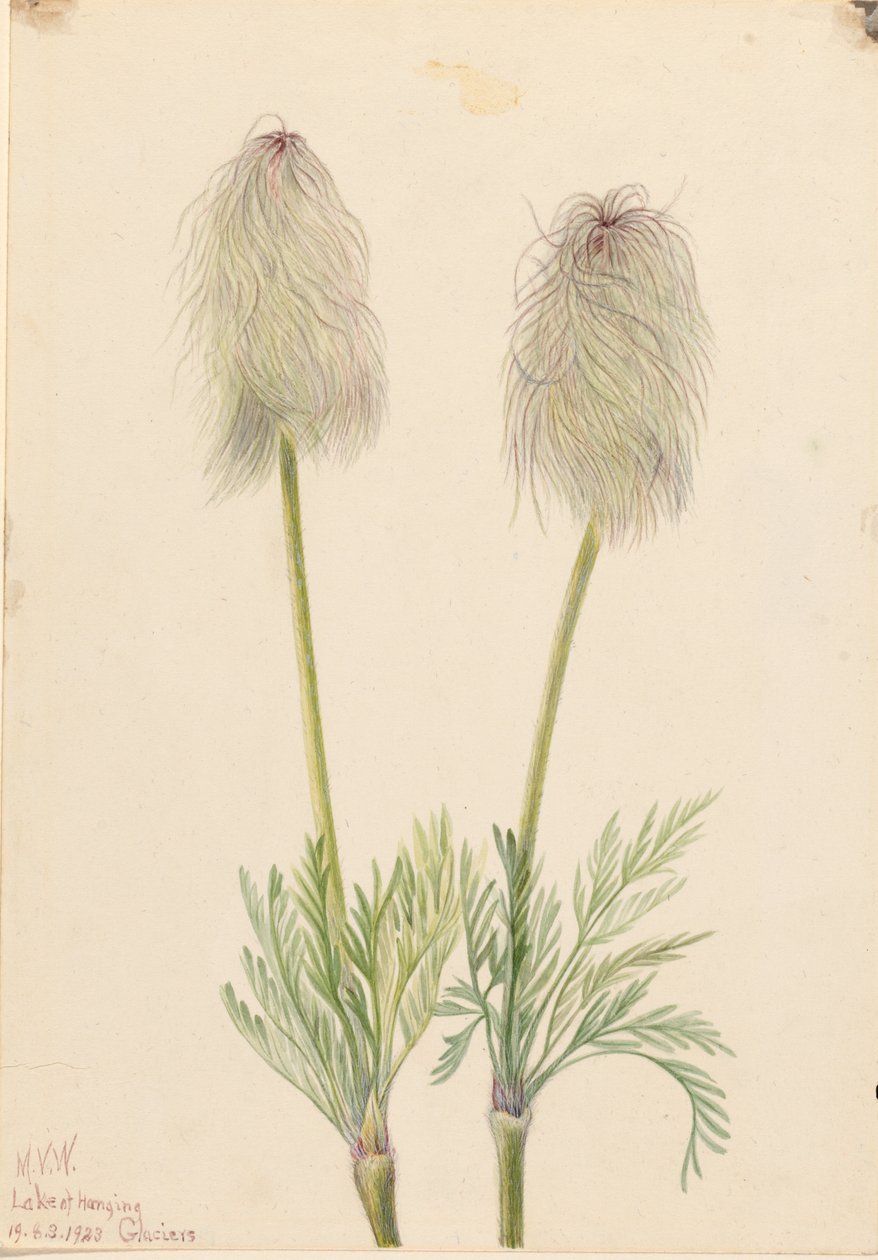 Zawilec pióropusznikowy (Pulsatilla occidentalis) autorstwa Mary Vaux Walcott