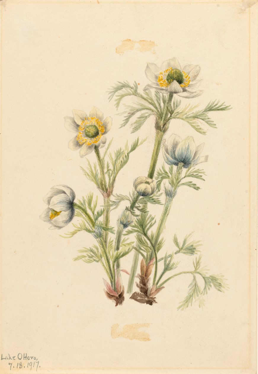 Plume Anemone Pulsatilla occidentalis, 1917. autorstwa Mary Vaux Walcott