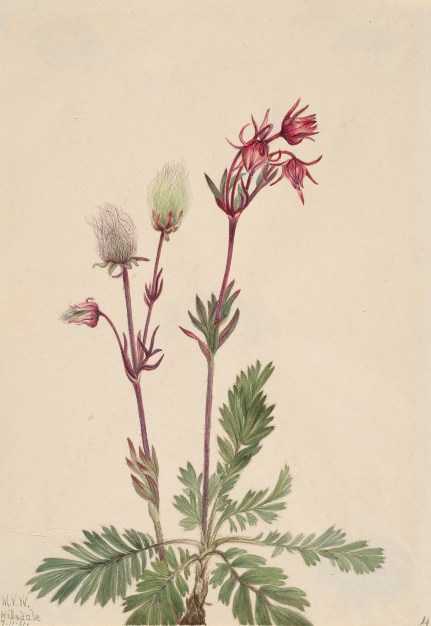Prairie-Smoke Sieversia ciliata, 1921. autorstwa Mary Vaux Walcott