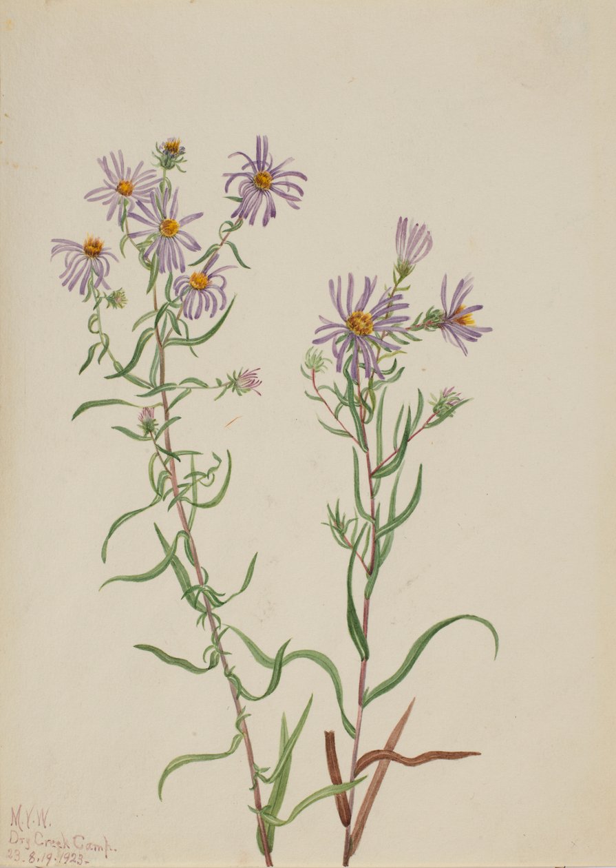 Aster preriowy (Aster campestris) autorstwa Mary Vaux Walcott