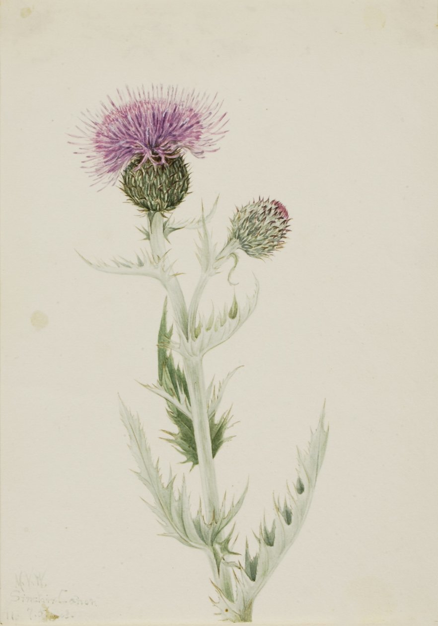 Oset preriowy (Cirsium undulatum) autorstwa Mary Vaux Walcott