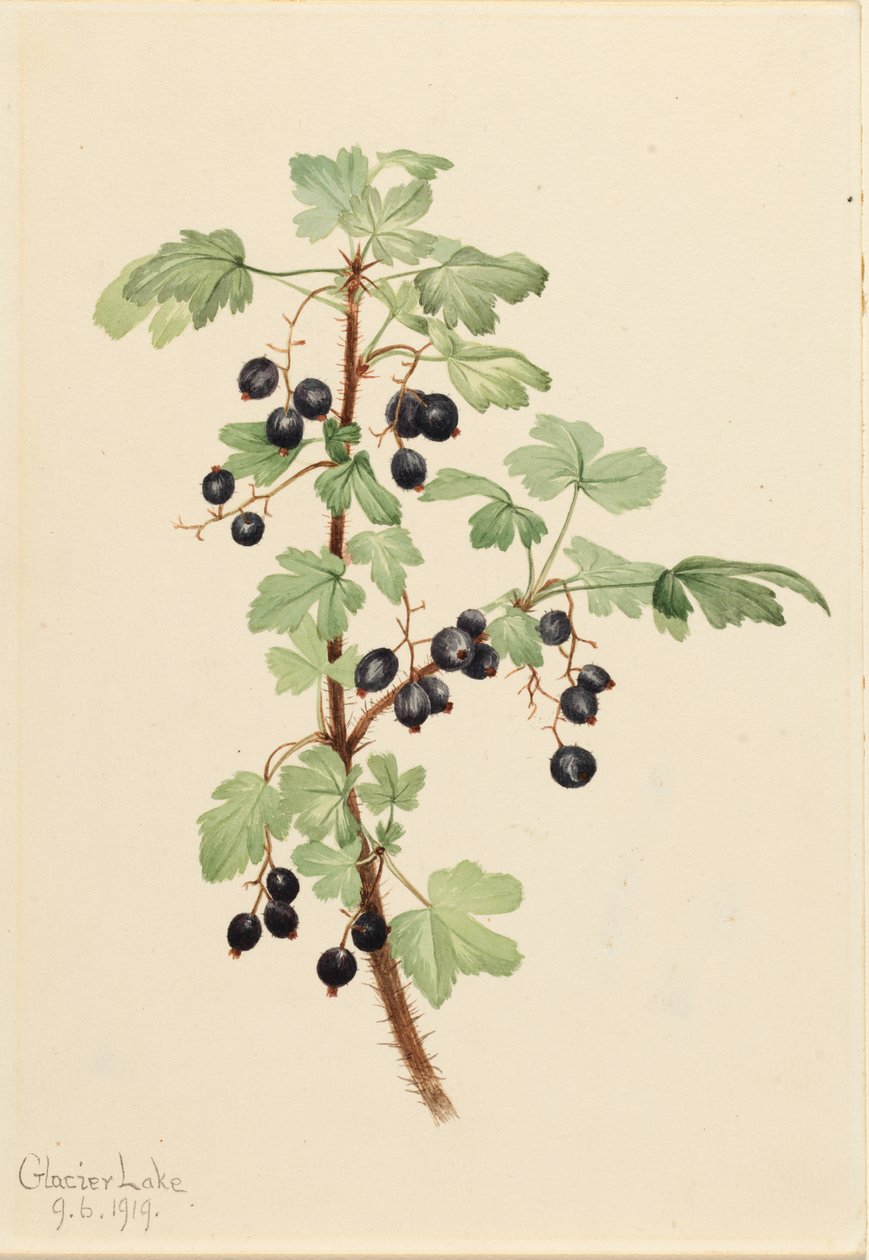 Porzeczka kłująca (Ribes lacustre) autorstwa Mary Vaux Walcott