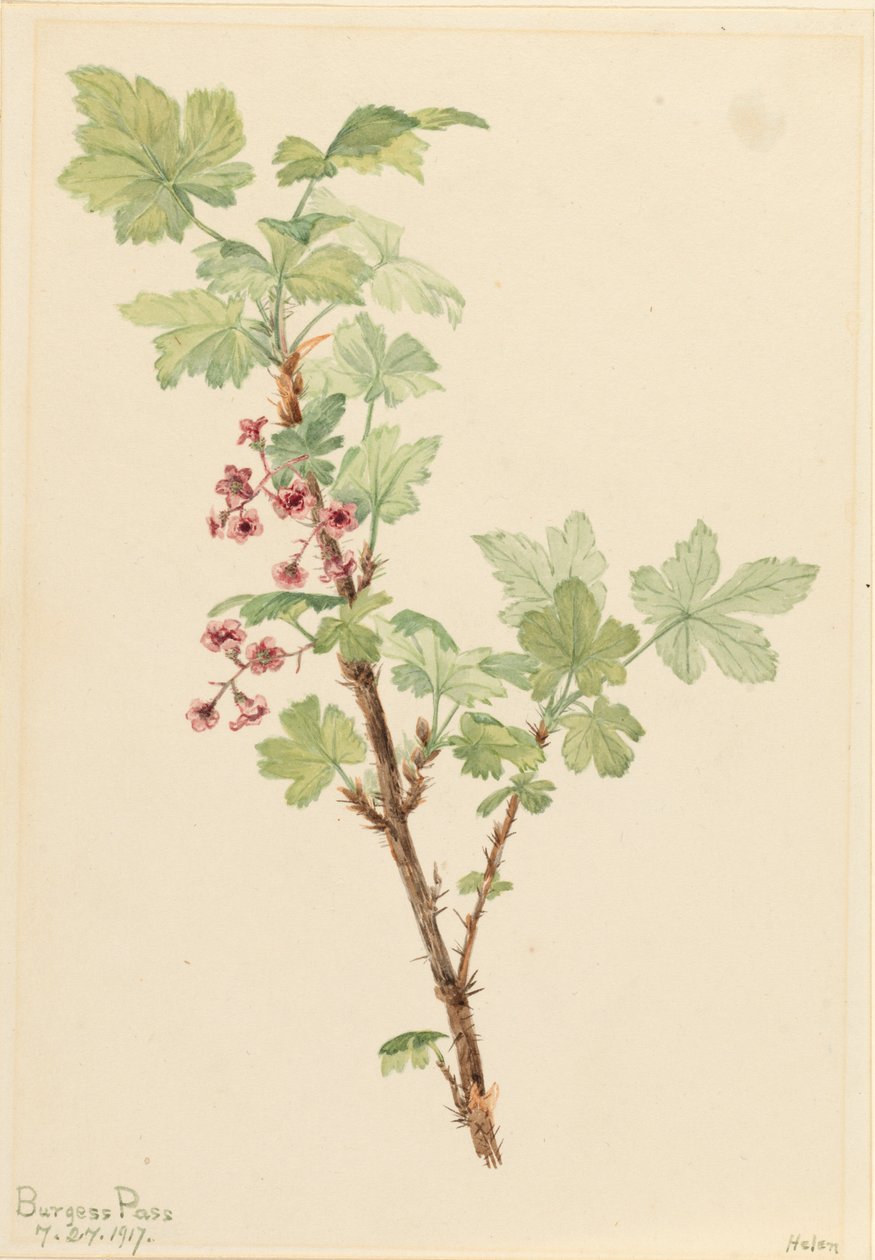 Opuncja Porzeczkowa Ribes lacustre, 1917. autorstwa Mary Vaux Walcott