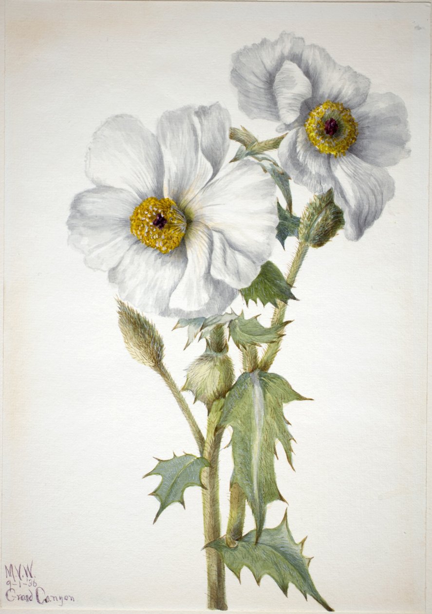 Mak kolczasty (Argemone hispeda) autorstwa Mary Vaux Walcott