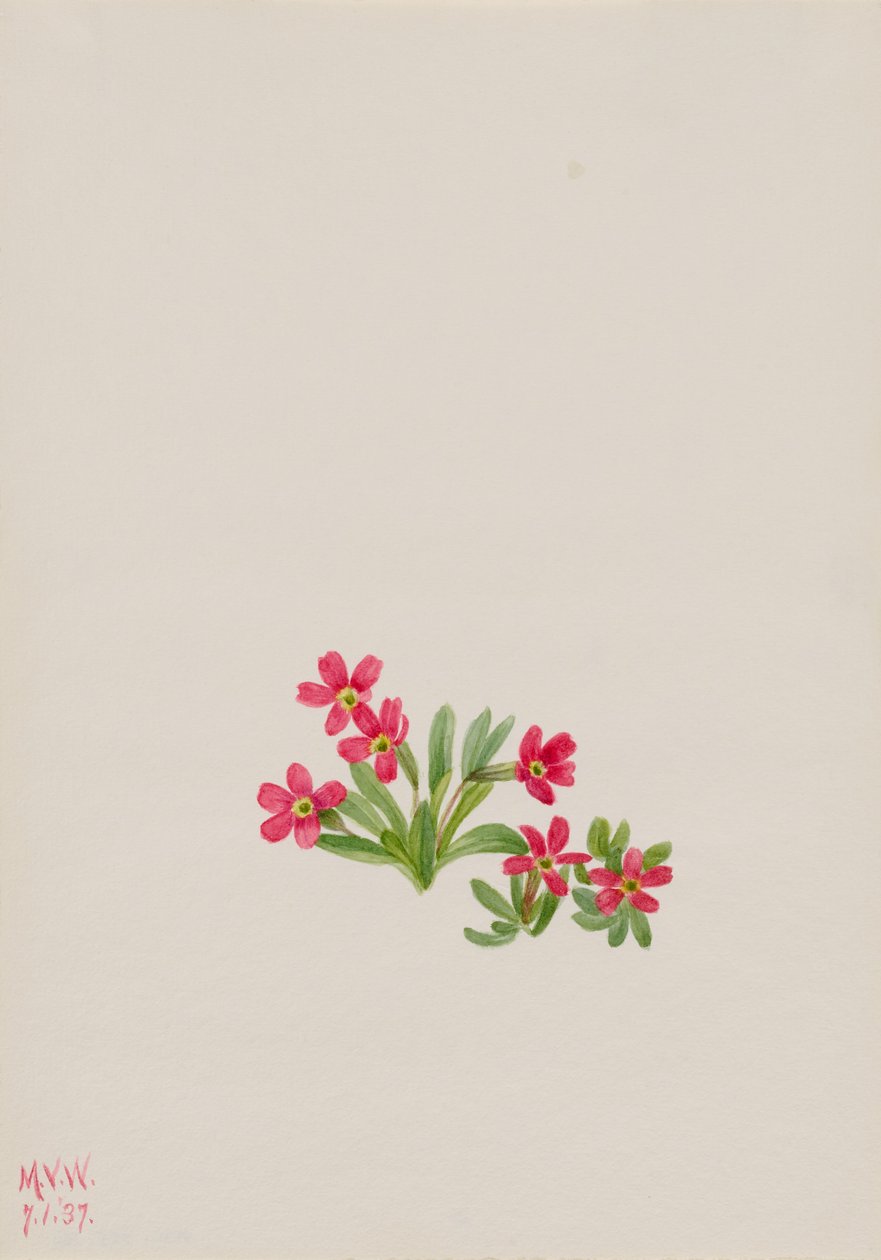 Pierwiosnek lekarski (Primula angustifolia) autorstwa Mary Vaux Walcott