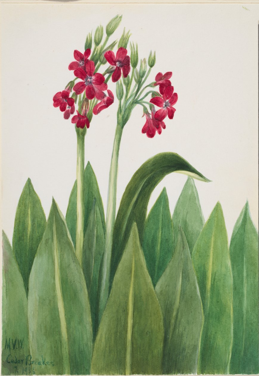 Pierwiosnek lekarski (Primula parryi) autorstwa Mary Vaux Walcott