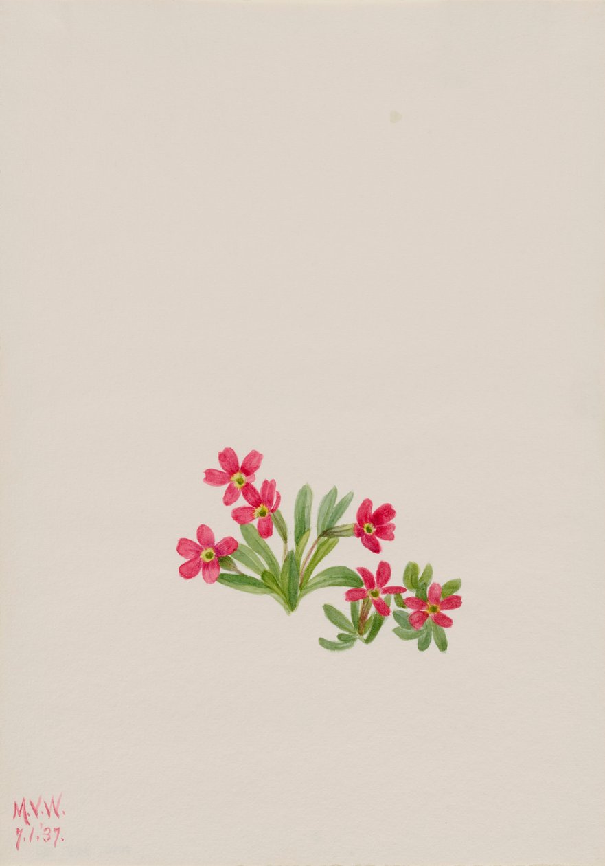 Pierwiosnek pierwiosnek angustifolia, 1937. autorstwa Mary Vaux Walcott